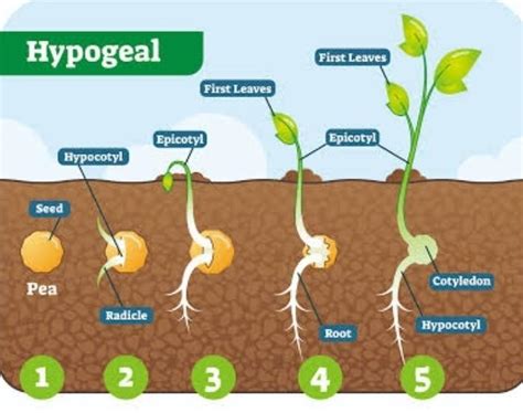 seed germination lab activity ssc - Brainly.in