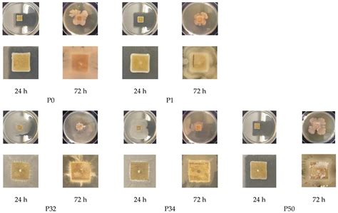 Acetylated Xylan as Renewable Feedstock for Biodegradable Food ...