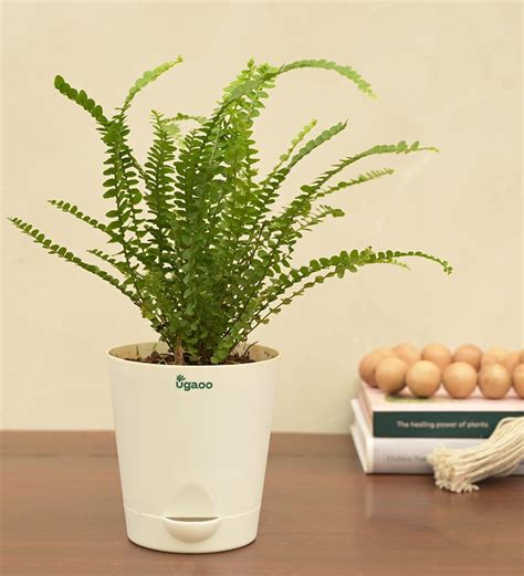 Fern Button Plant For Environment Day Gifting – Ugaoo