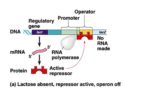 Image result for Lac Operon Components