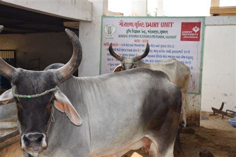 Gau Shala - KVK Mehsana