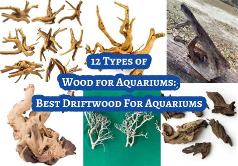 How to Test Wood for Aquariums 的图像结果
