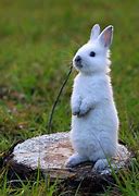 Image result for Bunny Standing Up