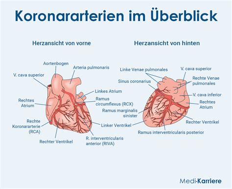 Herzkranzgefäße (Koronararterien): Verlauf, Funktion, Symptome