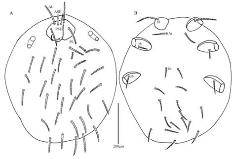 Insects | Special Issue : Mite Nature: Taxonomy, Behavior and Dispersion