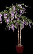 Image result for Blue Wisteria Tree