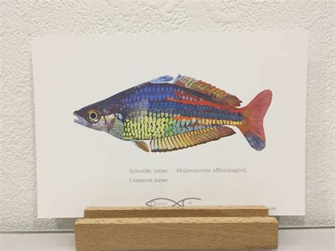 Melanotaenia affinis(pagwi) Drawing Postcard | Osakanacraft