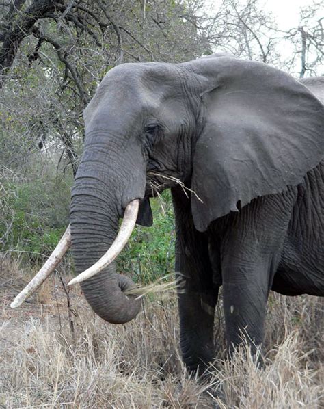 Image result for Elephant Insurance