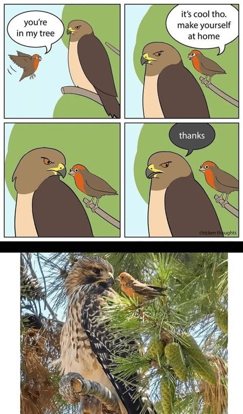 Image result for Tree Sentinel Meme