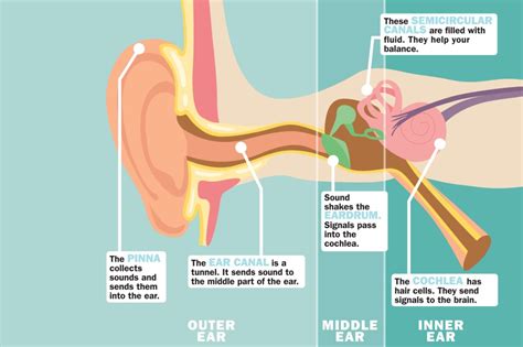 Image result for How the Ear Works