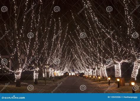 Path with christmas lights stock photo. Image of trees - 12045506