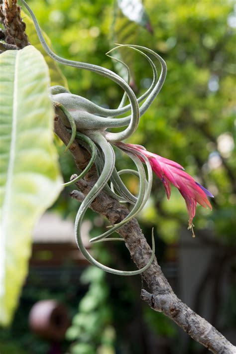 Air Plant Care 101 的图像结果