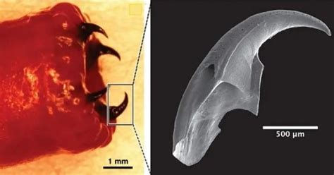 Scientists Finally Know How Bloodworms Develop Their Unique Copper Teeth