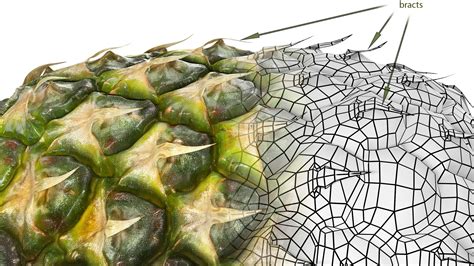 High-Resolution Pineapple 3D Model with 8K Textures for Professionals