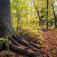 Estivant Pines Nature Sanctuary (Copper Harbor) - 2022 What to Know ...