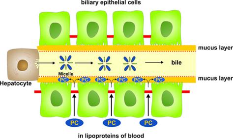 Phosphatidylcholine Passes by Paracellular Transport to the Apical Side ...