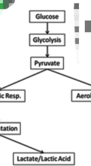 Draw the flow chart of the following : -1) Aerobic respiration - Brainly.in