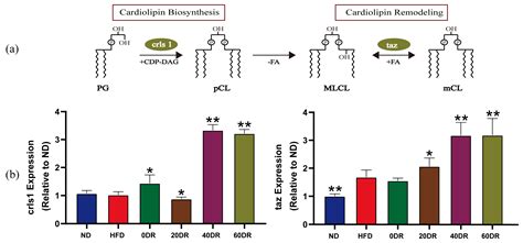 Diet Restriction Impact on High-Fat-Diet-Induced Obesity by Regulating ...