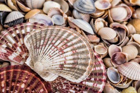 美丽的贝壳图片-种类繁多的贝壳素材-高清图片-摄影照片-寻图免费打包下载