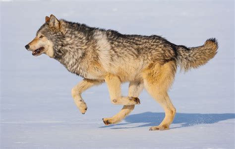 Timber Wolf Wolf
