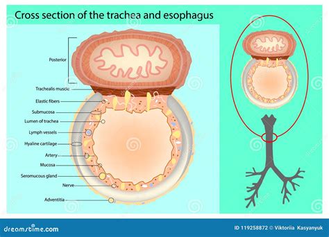 Cross Section of the Trachea and Esophagus. Stock Vector - Illustration ...
