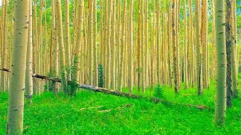 Forest Tree 的图像结果