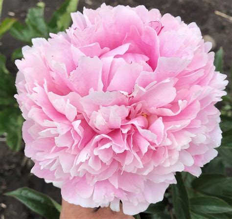 Sarah Bernhardt – Parkland Peonies
