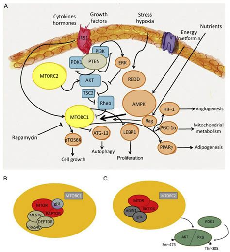 Metabolic Reprogramming in Respiratory Viral Infections: A Focus on ...