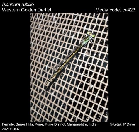 Ischnura rubilio Selys, 1876 - Western Golden Dartlet | Odonata