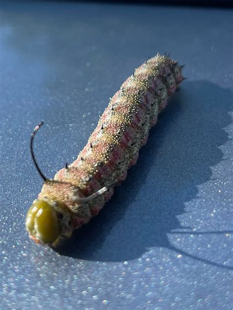Imperial Moth Caterpillar? : r/whatsthisbug