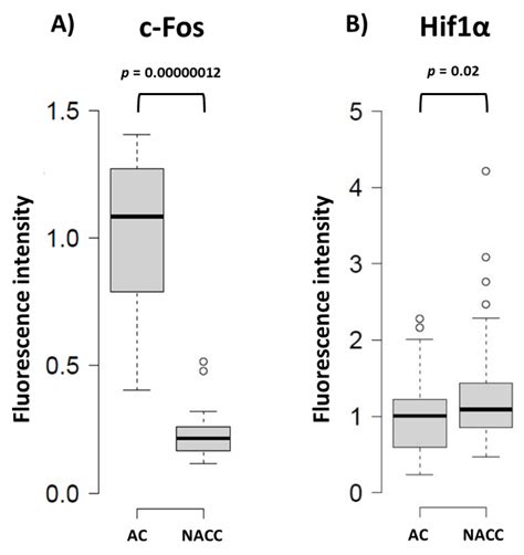 Expression of Fbp2, a Newly Discovered Constituent of Memory Formation ...