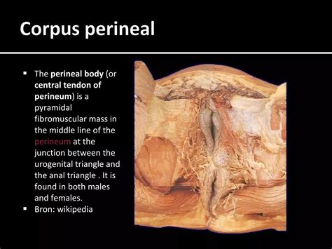 2.1 practicum gyn anatomie nabespreking | PPT