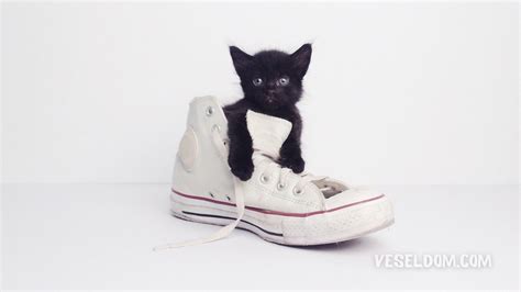 How to remove the smell of cat urine from shoes - Veseldom