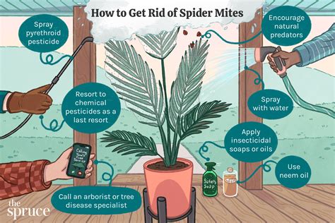 How to Kill Spider Mites 的图像结果
