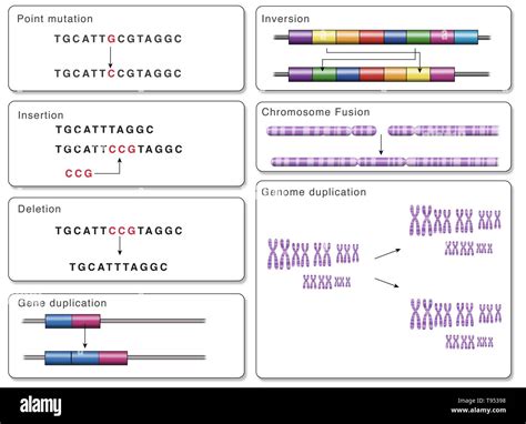 Genetic Mutation Types