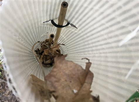 Image result for Dunstan Chestnut Tree Problems