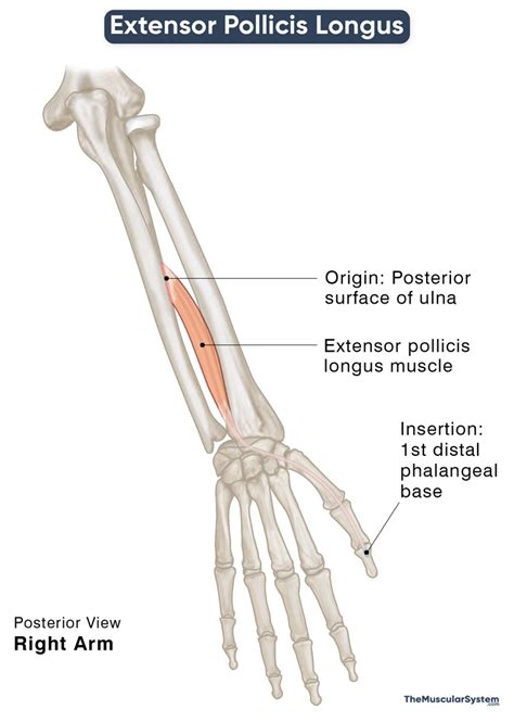 Extensor Pollicis Longus 的图像结果