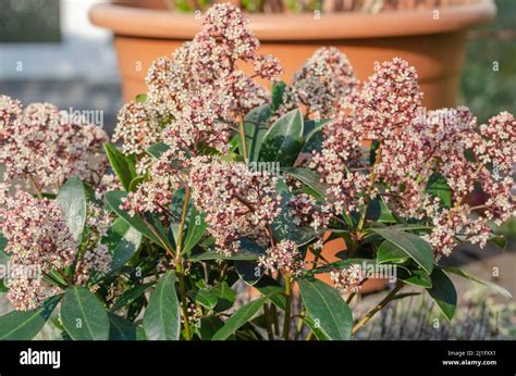 Bildergebnis für rubella strauch