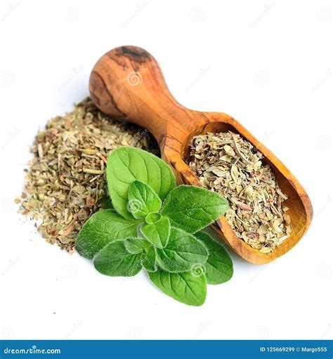 Fresh oregano herbs. stock image. Image of green, leaf - 125669299