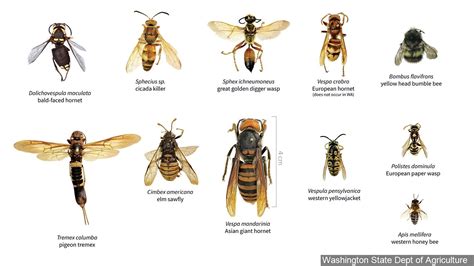 Hornet Wasp Difference