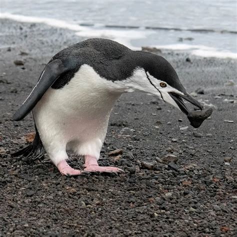 Chinstrap penguin guide: where they live, what they eat and key ...