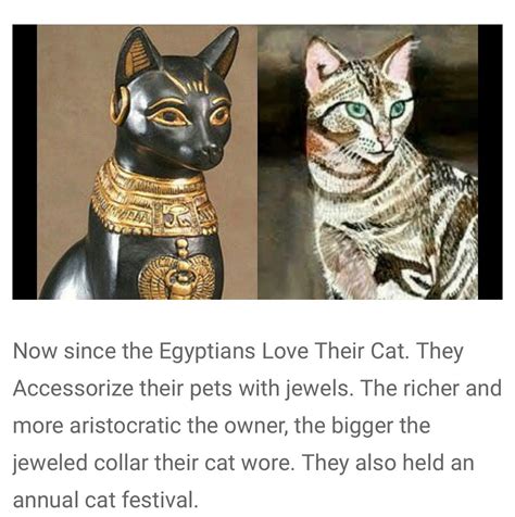 "bengal kittens" | Bengal kitten, Cats and kittens, Funny animal pictures