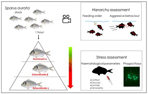 Can Fish Die From Stress? Understanding The Hidden Risks