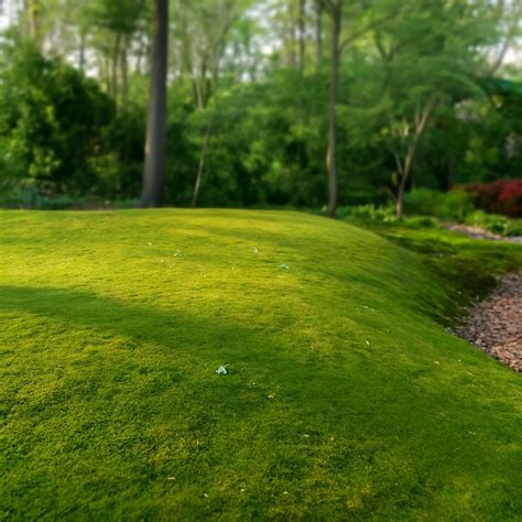 Buy Live Moss Wholesale, Bulk & Dropshipping Program Here - Moss ...