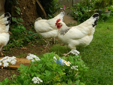 Sussex For Sale | Chickens | Breed Information | Omlet