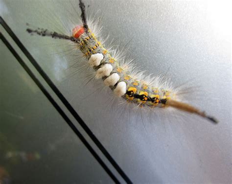 Yellow Caterpillar With Long Black Antenna at John Charlotte blog