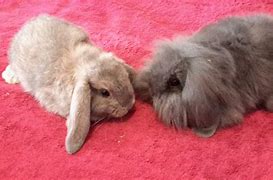 Image result for Dwarf Holland Lop Bunnies