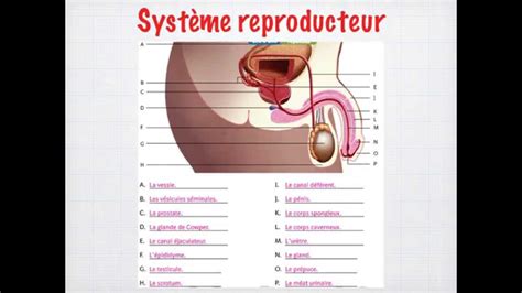 Image result for Reproduction Live Humaine