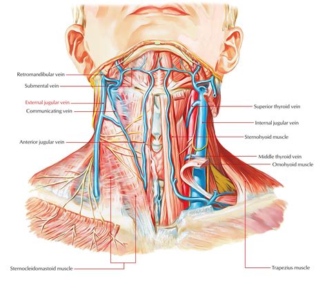 External Jugular Vein | Neck muscle anatomy, Jugular, Muscle anatomy