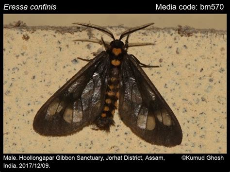 Eressa confinis | Moths